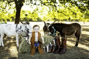 Birthday Boy with Mini horse 