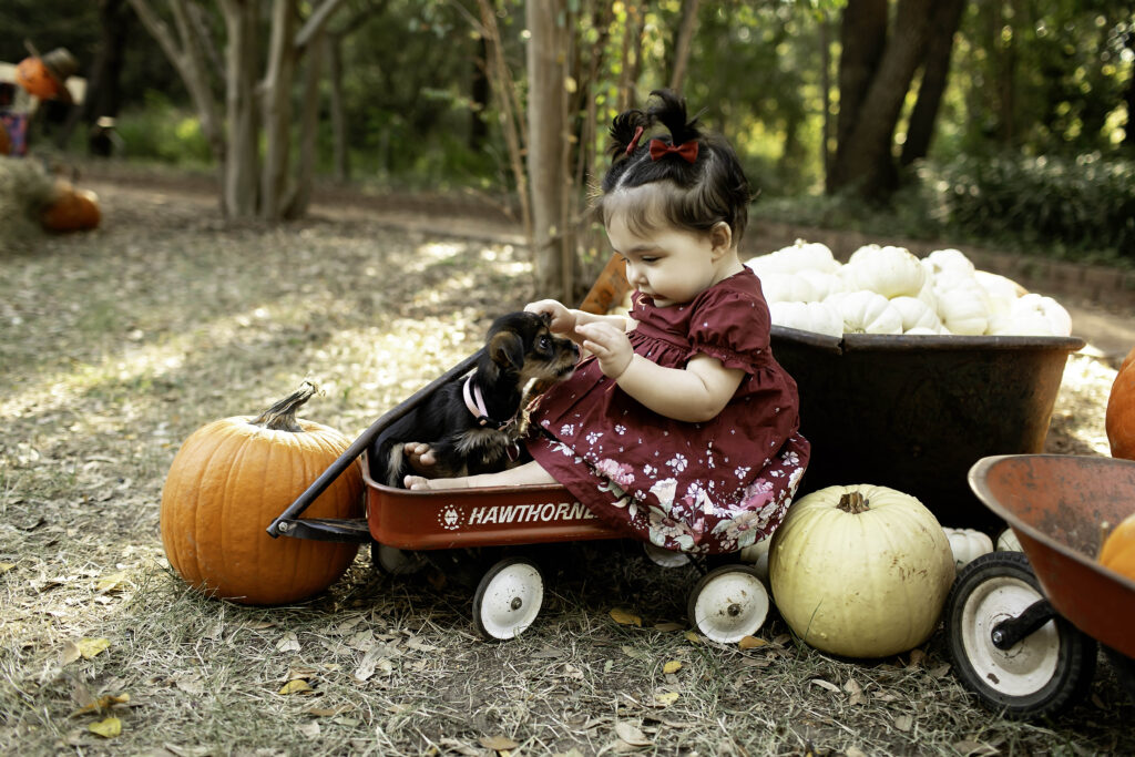 Surrounded by pumpkins at Clark Gardens in Mineral Wells, TX, a 1-year-old girl smiles for her first birthday photoshoot, capturing the essence of fall.